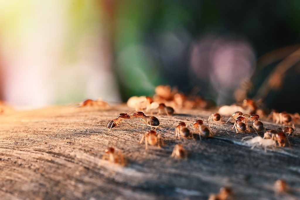 Colony Of Termite, Termites eat wood ,termites that come out to the surface after the rain fell. termite colonies mostly live below the surface of the land